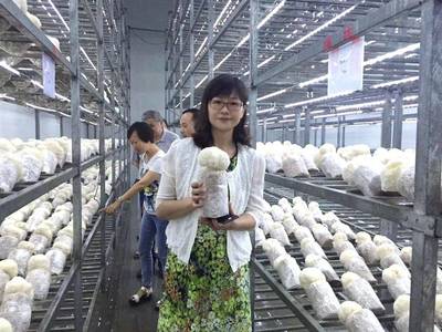 農(nóng)科新星“滬猴3號(hào)”成功轉(zhuǎn)讓，為猴頭菇全產(chǎn)業(yè)鏈發(fā)展注入強(qiáng)勁動(dòng)能